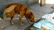 Perros grandes encontrados en valencia.  Carmelo 3-718259